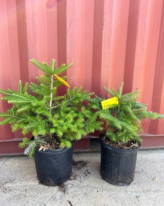 Korean Fir Pair
