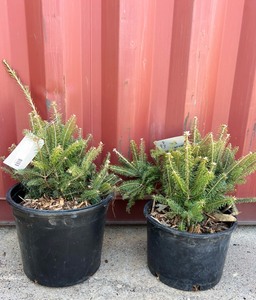 Canaan Fir Bare Roots x2 Pots of 10