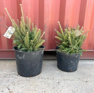 Canaan Fir Bare Roots x2 Pots of 10
