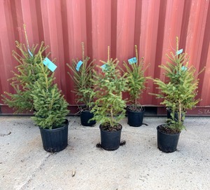 Black Spruce x7