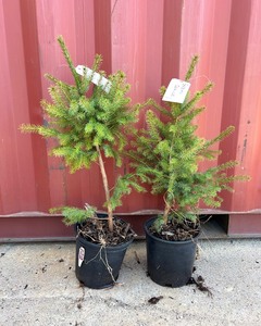 Serbian Spruce Pair