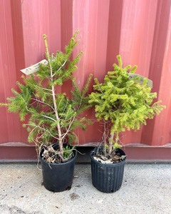 Serbian Spruce Pair