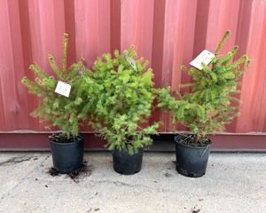 Serbian Spruce 3x