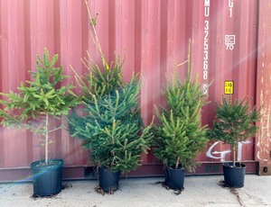 Norway Spruce x4