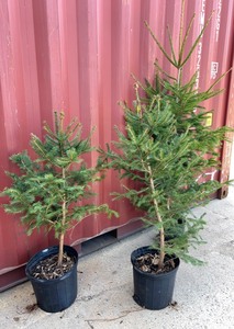 Norway Spruce 3x