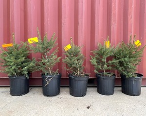Meyer Spruce x5