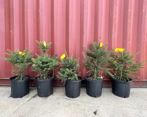 Meyer Spruce x5