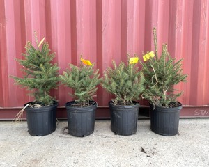 Meyer Spruce x4