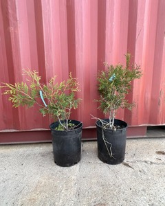 Techny Arborvitae Pair