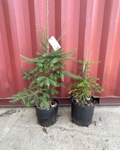 Canaan Fir Pair