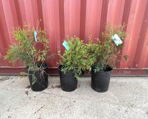 Techny Arborvitae x3