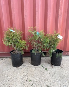 Techny Arborvitae x3