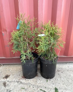 Techny Arborvitae Pair