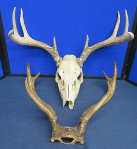 lot 56 image: 2 SETS OF HORNS