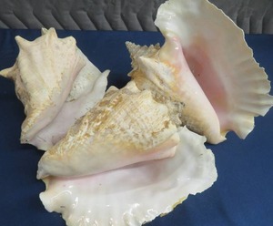 lot 142 image: 3 VINTAGE CONCH SHELLS