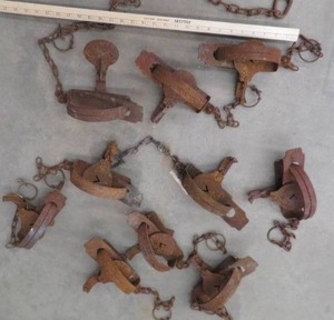 lot 144 image: 10 VICTOR TRAPS