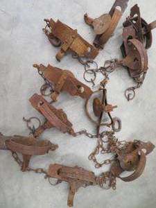 lot 146 image: 10 VICTOR  TRAPS