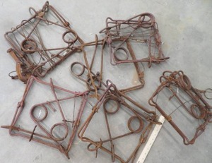 lot 149 image: 6 LARGE CONIBEAR TRAPS