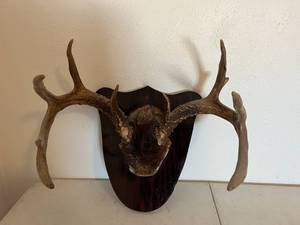 lot 37 image: Antlers