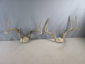 lot 286 image: (FS) 2 -Sets of Deer Antlers...