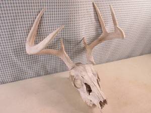 lot 288 image: (F-1) Deer Skull and Antlers...