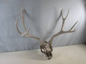 lot 289 image: (F-1) Deer Skull and Antlers...