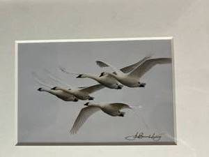 Signed Jim Brandenburg Print #2