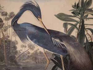 lot 88 image: Amazing Fine Art Avian Botanical Etching - J.J. Audobon - Louisiana Heron