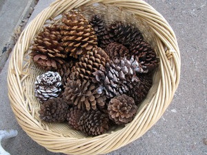 Basket Pine Cones