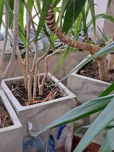 lot 1724 image: 20 Planter