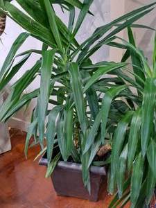 lot 1727 image: 12 Planter