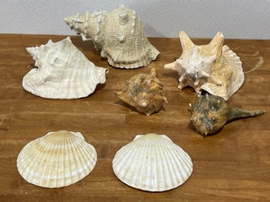 Seashells