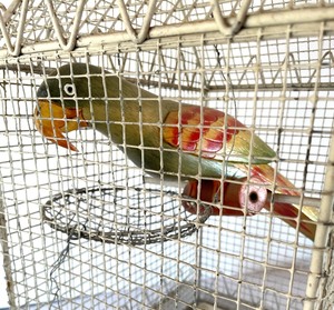 lot 114 image: Vintage Metal Birdcage with Wooden Parrot Inside