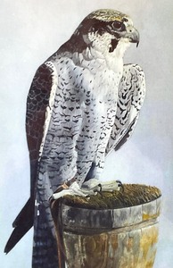 lot 141 image: Unframed Limited Edition Falcon Print by Richard M. Theissen