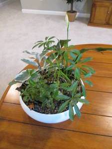 Live plants, potted...