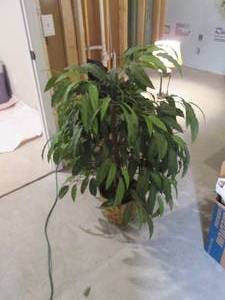 Artificial plant approximately 3 fe...
