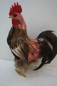 lot 22 image: Rooster