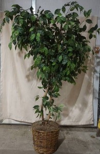 lot 213 image: Ficus tree