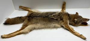 lot 164 image: Vintage Coyote Rug (Very Cool)