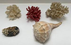 lot 202 image: Group Of Coral And More