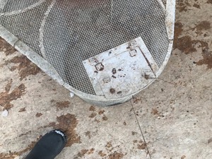 lot 399 image: Minnow holding cage  trap