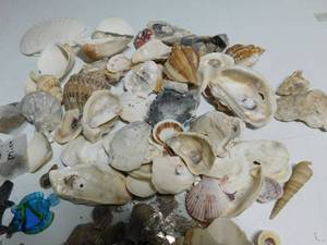 lot 72 image: Shells and Mica and more