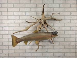 lot 593 image: Rainbow Trout Mounted - 27 - NO SHIPPING