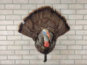 lot 594 image: Wild Tom Turkey Mount - 27 x 24 Overall - NO SHIPPING