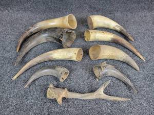 lot 646 image: Lot of (8) Bulls Horns and (1) Deer Antler - Range in Size from 6 to 12-12 long