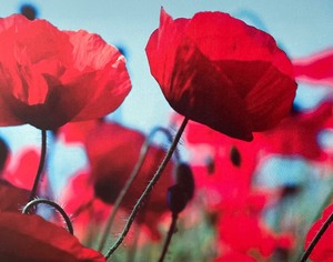 lot 143 image: Vibrant Floral Canvas Print