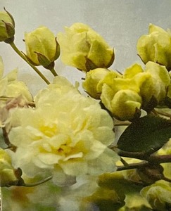 lot 147 image: Floral Canvas Wall Print