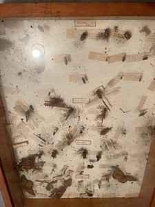 lot 57 image: 48 year old Insect Collection    in a very nice wood Insect box