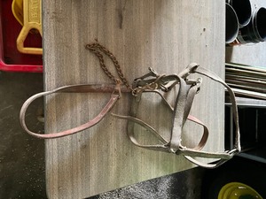 lot 23 image: Calf show halter