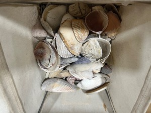 lot 72 image: shelf full Christmas   sea shells  and more